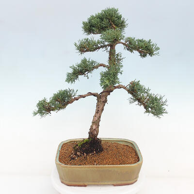 Vonkajšie bonsai - Juniperus chinensis Kishu -Jalovec čínsky - 4