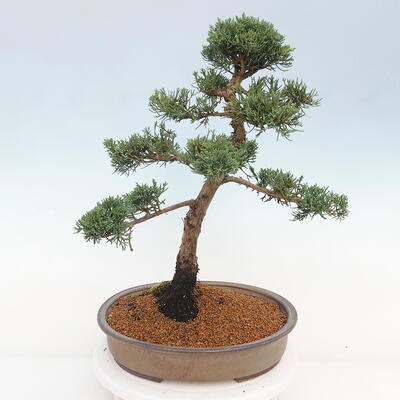 Vonkajšie bonsai - Juniperus chinensis Kishu -Jalovec čínsky - 4