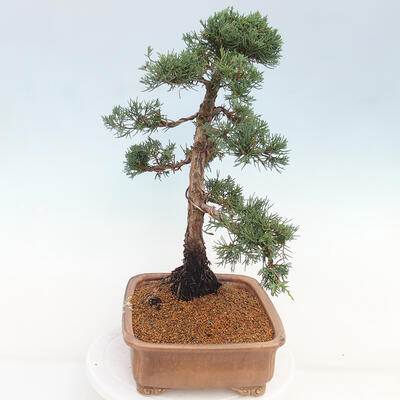 Vonkajšie bonsai - Juniperus chinensis Kishu -Jalovec čínsky - 4