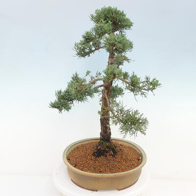 Vonkajšie bonsai - Juniperus chinensis Kishu -Jalovec čínsky - 4