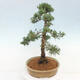 Vonkajšie bonsai - Juniperus chinensis Kishu -Jalovec čínsky - 4/5