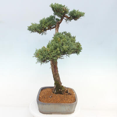 Vonkajšie bonsai - Juniperus chinensis Kishu -Jalovec čínsky - 4