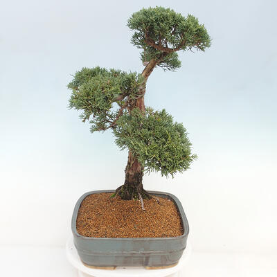 Vonkajšie bonsai - Juniperus chinensis Kishu -Jalovec čínsky - 4