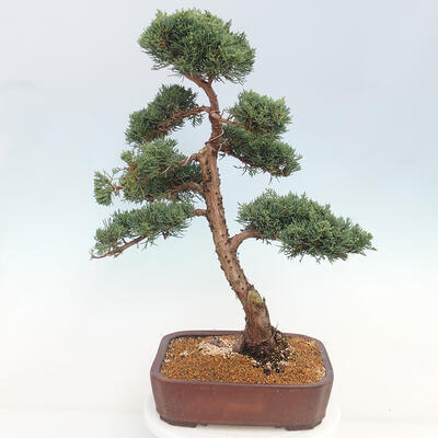 Vonkajšie bonsai - Juniperus chinensis Kishu -Jalovec čínsky - 4