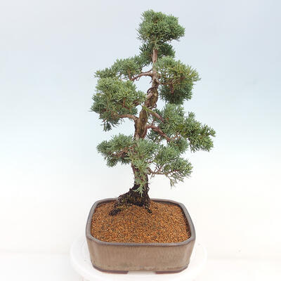 Vonkajšie bonsai - Juniperus chinensis Kishu -Jalovec čínsky - 4