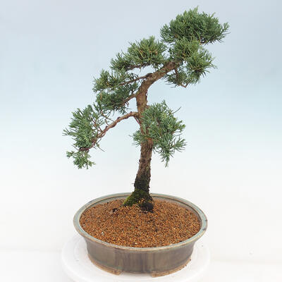 Vonkajšie bonsai - Juniperus chinensis Kishu -Jalovec čínsky - 4