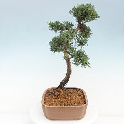 Vonkajšie bonsai - Juniperus chinensis Kishu -Jalovec čínsky - 4