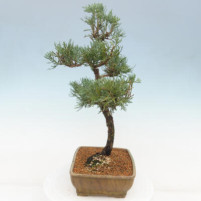 Vonkajšie bonsai - Juniperus chinensis Kishu -Jalovec čínsky - 4