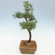 Vonkajšie bonsai - Juniperus chinensis Kishu -Jalovec čínsky - 4/5