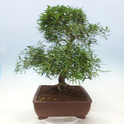 Izbová bonsai - Ficus nerifolia - malolistý fikus - 4