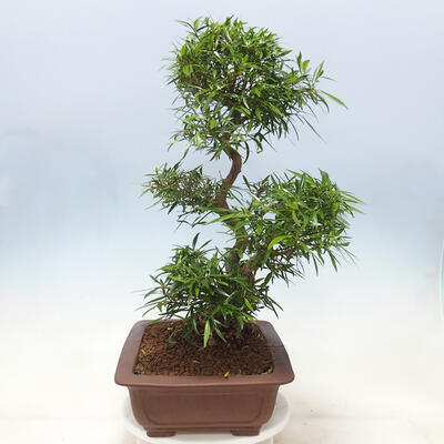 Izbová bonsai - Ficus nerifolia - malolistý fikus - 4