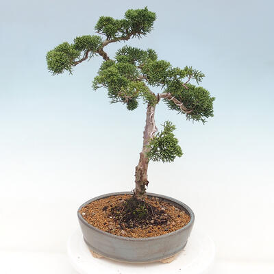 Vonkajšie bonsai - Juniperus chinensis Kishu -Jalovec čínsky - 4