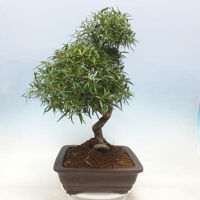 Izbová bonsai - Ficus nerifolia - malolistý fikus - 4