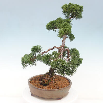 Vonkajšie bonsai - Juniperus chinensis Kishu -Jalovec čínsky - 4