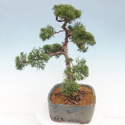 Vonkajšie bonsai - Juniperus chinensis Kishu -Jalovec čínsky - 4