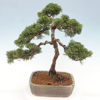 Vonkajšie bonsai - Juniperus chinensis Kishu -Jalovec čínsky - 4