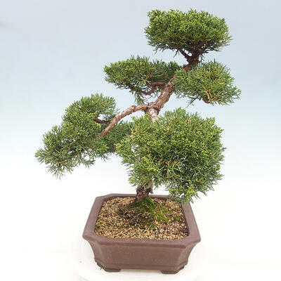 Vonkajšie bonsai - Juniperus chinensis Kishu -Jalovec čínsky - 4