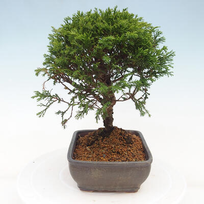 Vonkajší bonsai - Juniperus chinensis Itoigawa -Jalovec čínsky - 4