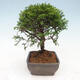 Vonkajší bonsai - Juniperus chinensis Itoigawa -Jalovec čínsky - 4/4