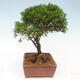 Vonkajší bonsai - Juniperus chinensis Itoigawa -Jalovec čínsky - 4/4