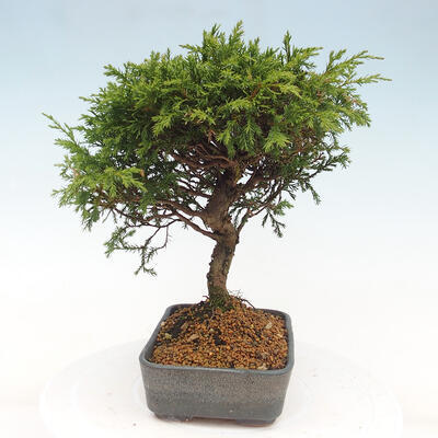 Vonkajší bonsai - Juniperus chinensis Itoigawa -Jalovec čínsky - 4