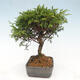 Vonkajší bonsai - Juniperus chinensis Itoigawa -Jalovec čínsky - 4/4