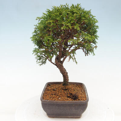 Vonkajší bonsai - Juniperus chinensis Itoigawa -Jalovec čínsky - 4