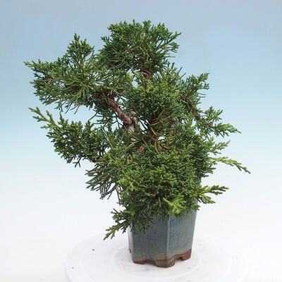 Vonkajší bonsai - Juniperus chinensis Kishu -Jalovec čínsky - 4