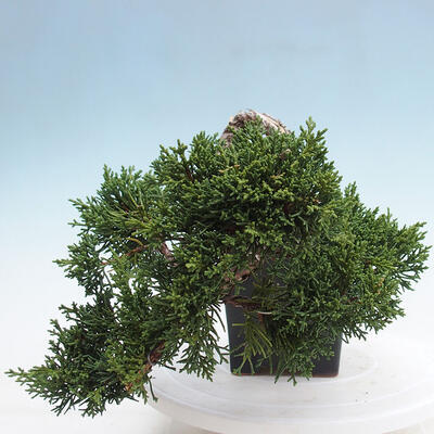 Vonkajší bonsai - Juniperus chinensis Kishu -Jalovec čínsky - 4