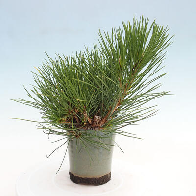 Vonkajší bonsai - Pinus thunbergii - Borovica thunbergova - 4