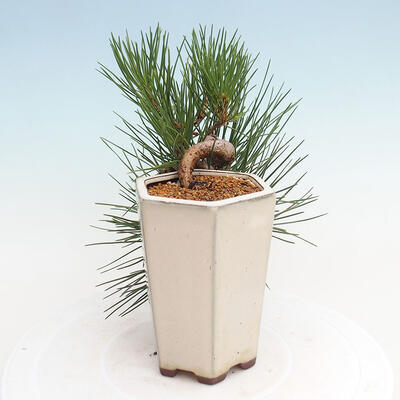 Vonkajší bonsai - Pinus thunbergii - Borovica thunbergova - 4