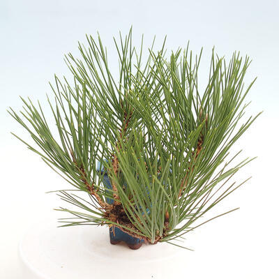 Vonkajší bonsai - Pinus thunbergii - Borovica thunbergova - 4