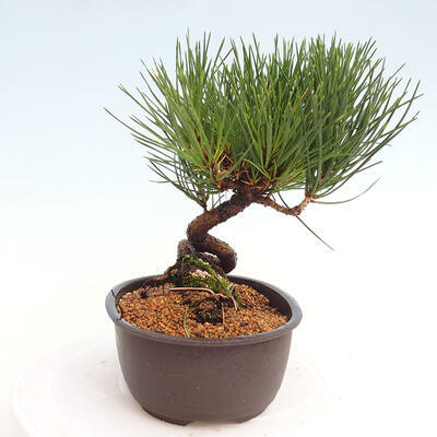 Vonkajší bonsai - Pinus thunbergii - Borovica thunbergova - 4