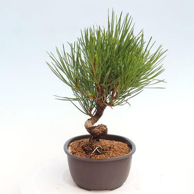 Vonkajší bonsai - Pinus thunbergii - Borovica thunbergova - 4