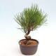 Vonkajší bonsai - Pinus thunbergii - Borovica thunbergova - 4/4