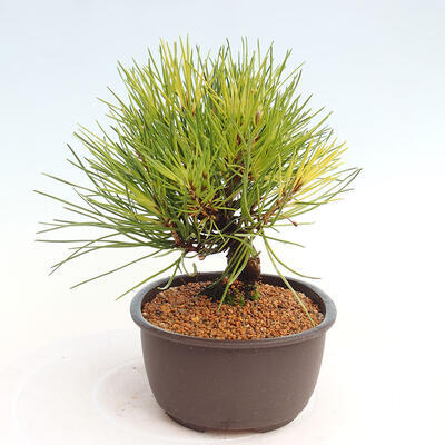 Vonkajší bonsai - Pinus thunbergii - Borovica thunbergova - 4