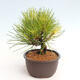 Vonkajší bonsai - Pinus thunbergii - Borovica thunbergova - 4/4