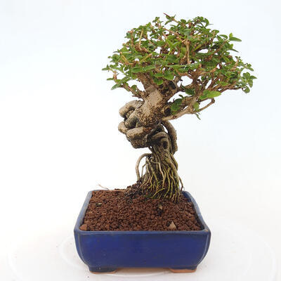 Izbová bonsai - Premna serratifolia - Kozlovoň malolistá - 4