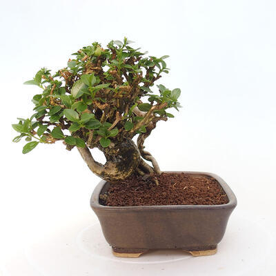 Izbová bonsai - Premna serratifolia - Kozlovoň malolistá - 4