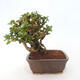 Izbová bonsai - Premna serratifolia - Kozlovoň malolistá - 4/4