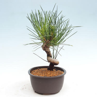 Vonkajší bonsai - Pinus thunbergii - Borovica thunbergova - 4