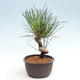 Vonkajší bonsai - Pinus thunbergii - Borovica thunbergova - 4/4