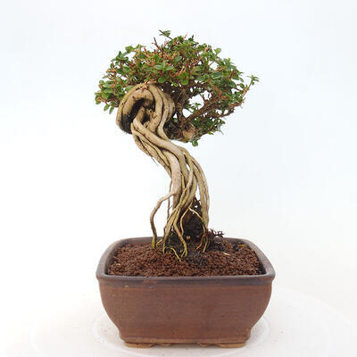 Izbová bonsai - Premna serratifolia - Kozlovoň malolistá - 4