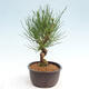 Vonkajší bonsai - Pinus thunbergii - Borovica thunbergova - 4/4