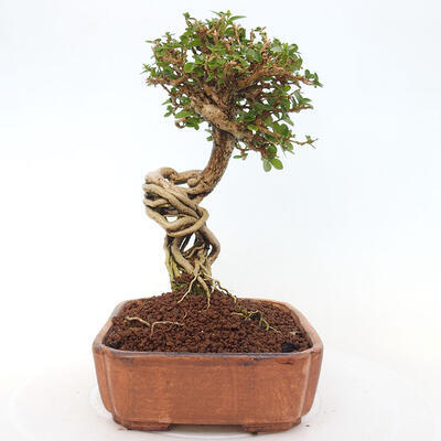 Izbová bonsai - Premna serratifolia - Kozlovoň malolistá - 4