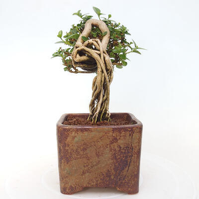 Izbová bonsai - Premna serratifolia - Kozlovoň malolistá - 4