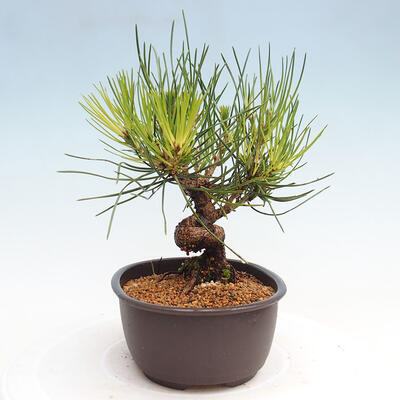 Vonkajší bonsai - Pinus thunbergii - Borovica thunbergova - 4