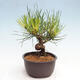 Vonkajší bonsai - Pinus thunbergii - Borovica thunbergova - 4/4