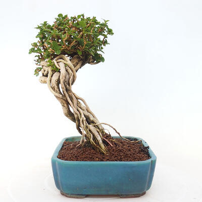 Izbová bonsai - Premna serratifolia - Kozlovoň malolistá - 4