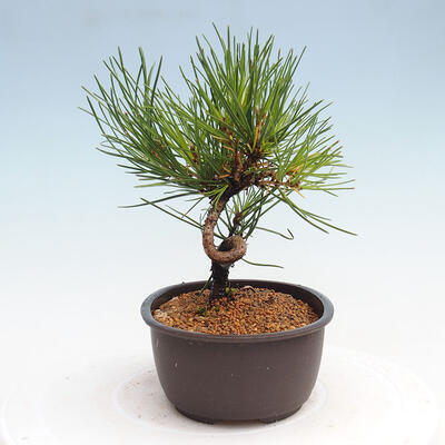 Vonkajší bonsai - Pinus thunbergii - Borovica thunbergova - 4